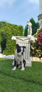 Boston Terrier - Holly