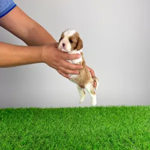 Кавалер кинг-чарльз-спаниель - Frida