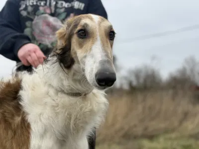 Barsoi - Carskiy Favorit Virazh