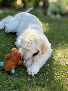 Afghan Hound - Yahya