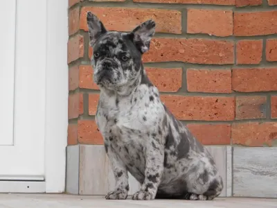 French Bulldog - Eliza 