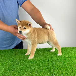 Shiba - Kaida