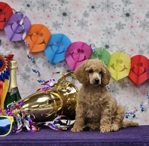 Pudel średni - Kite Of Your Sweetest Dream