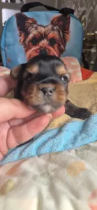 Yorkshire Terrier - Gomez Addams Of Midsummer Nights Miracle 