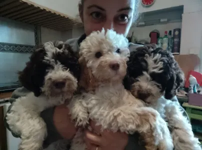 Romagna Water Dog - Lagotto Passion Aureate Theodora