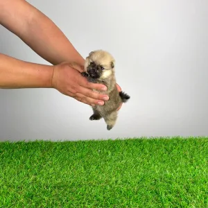 Pomeranski špic - Argo