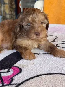Maltipoo - Bruno