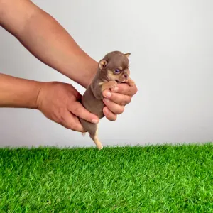 Чихуахуа - Chiquita