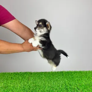 Pembroke Welsh Corgi - Rambo
