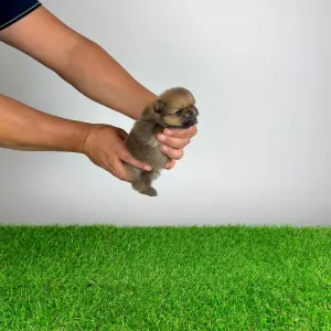 Pomeranian - Tompson