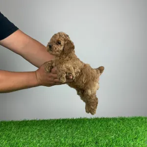 Poodle Miniature - Sunny