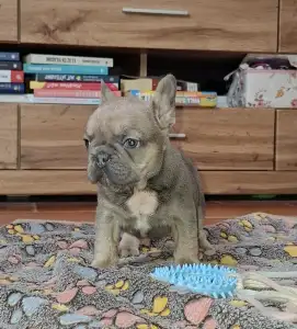 Bouledogue français - Vera