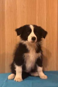 Border Collie - Generico 
