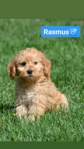 Goldendoodle - Rasmus