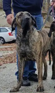 Fila Brasileiro - (thor)   Hektor De Oro Puro