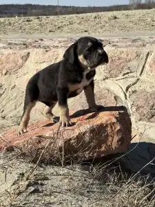 Cane Corso Italiano - Sofi