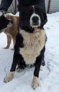 Közép-ázsiai juhászkutya - Dzhur Iz Zamka Larisi