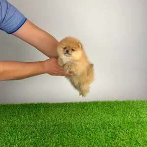 Pomeranian - Rider