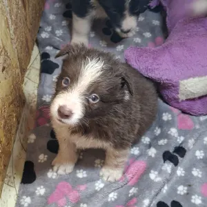 Border Collie - Dazzling Borders Beyond Dreams