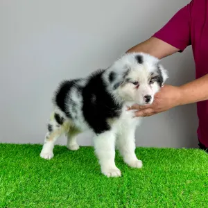 Australian Shepherd - Roxy