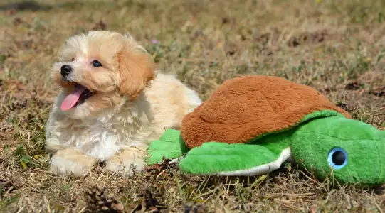 Maltipoo - Polly