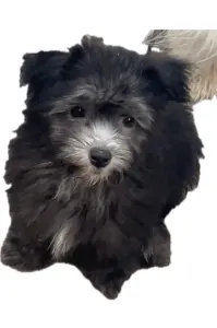 Coton de Tulear - Leila
