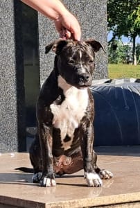 Amerikai staffordshire terrier - Unique Blood Cassiopeia