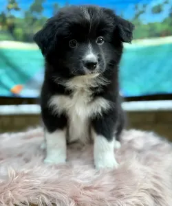 Border Collie - Orion Live Forever Pieces Of A Dream