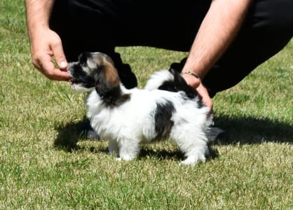 Havanese - Oro De Habana Luna