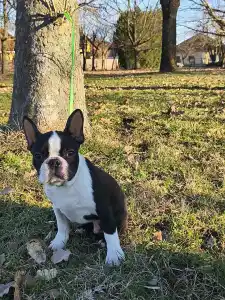 Terrier de Boston - Keny