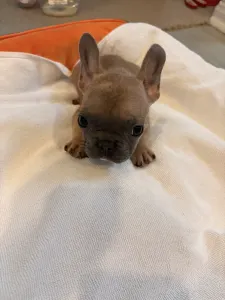 Französische Bulldogge - Baby Boy