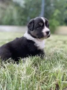 Australian Shepherd - Honour For The Brave Aspen