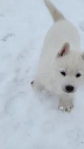 Siberian Husky - Rubin Of Polar Moonlights