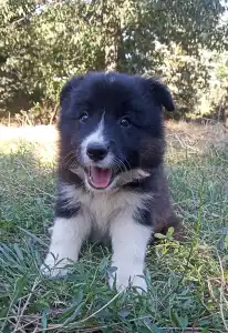 Border Collie - Border Dreamworld Grag