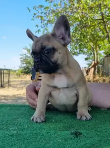 French Bulldog - Hank