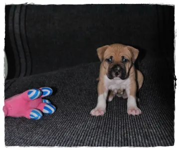 Amerikanischer Staffordshire Terrier - Gelatelli Sorbet