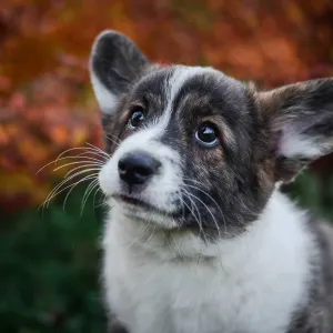 Szibériai husky - Mendenhall