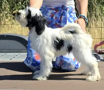 Tibeti terrier - Lupin
