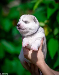 Husky siberian - Ash Muffin 💙