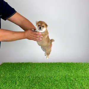 Shiba - Xara