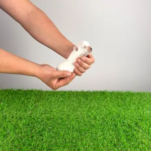 West Highland White Terrier - Indra