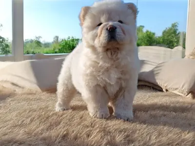 Chow Chow - La Casa De Chow Inke