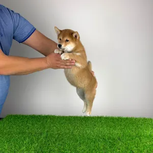 Shiba Inu - Mizu