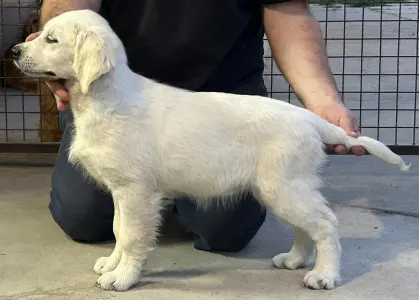 Golden Retriever - Tesa