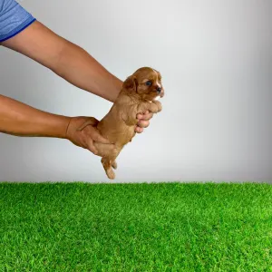 Cavalier King Charles Spaniel - Wilma