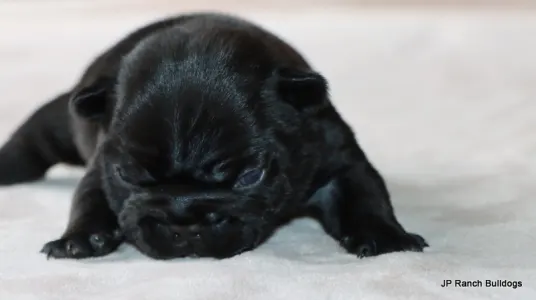 Französische Bulldogge - Cash