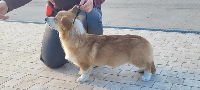 Вельш-корги пемброк - Apollo The Radiant From Farm Of Happy Dogs