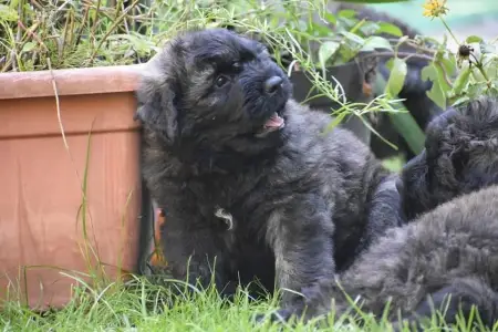 Flanders Cattle Dog - Rózsaszín