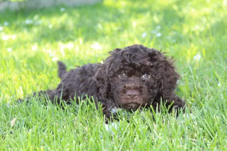 Romagna Water Dog - Tomborgotto Bricola