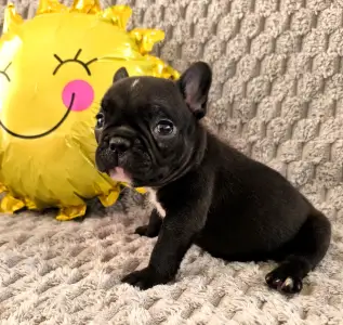 Buldog francuski - Miora Frenchie Rambo